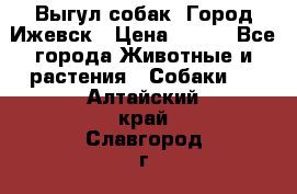 Выгул собак. Город Ижевск › Цена ­ 150 - Все города Животные и растения » Собаки   . Алтайский край,Славгород г.